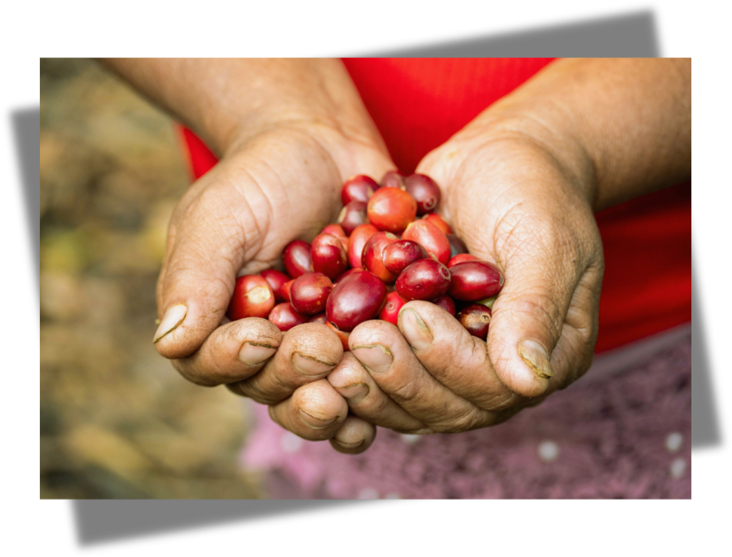 Café mexicano de Oaxaca en manos de productores